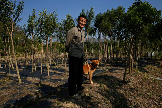 Agarwood tree